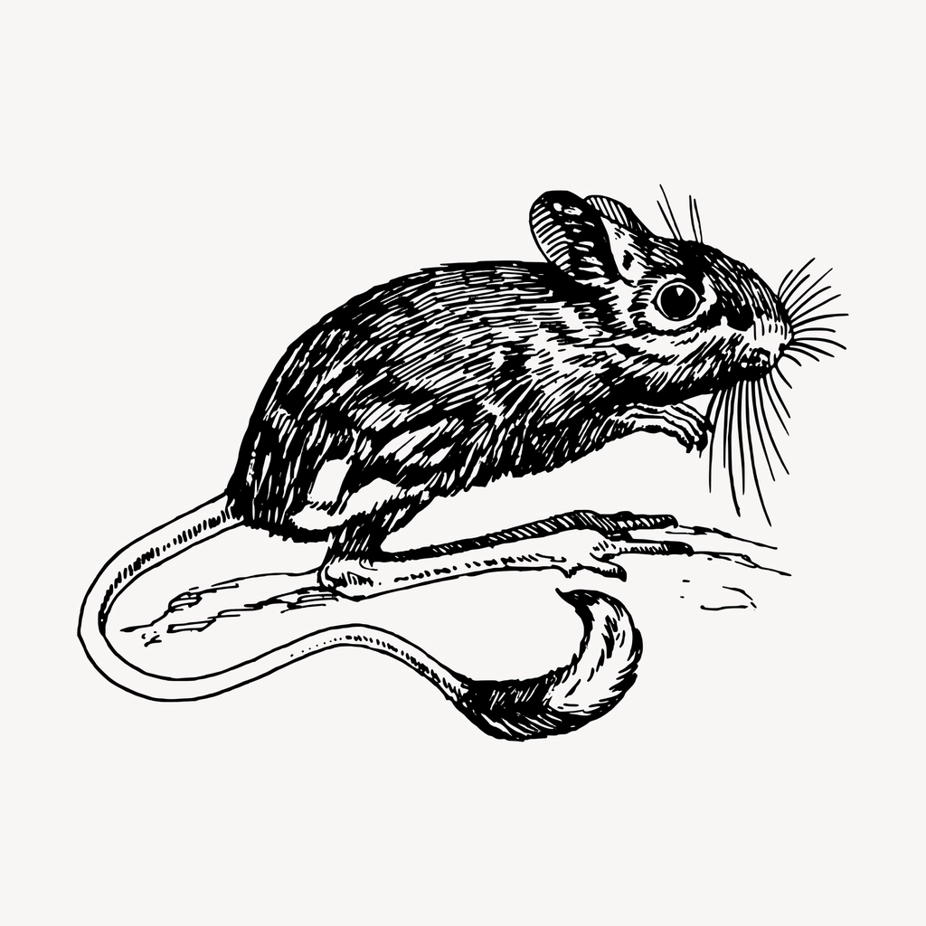 Rat hand drawn clipart, animal