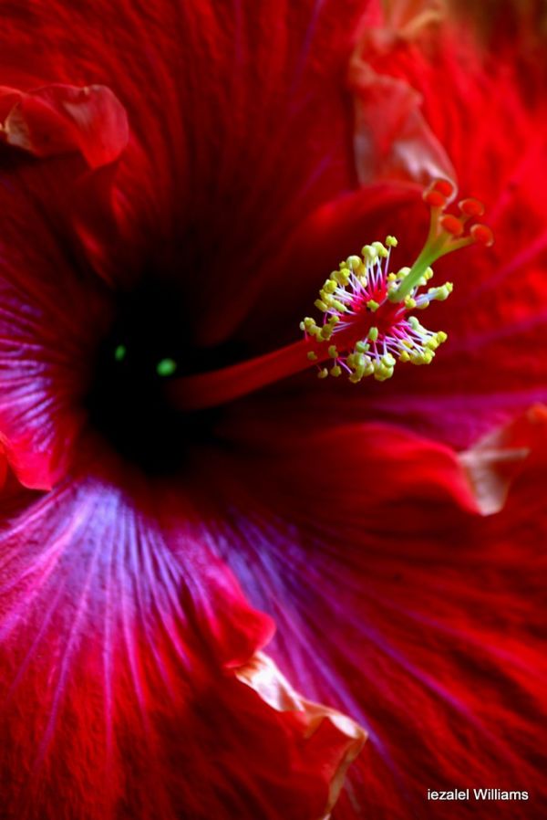Red Hibiscus by iezalel williams IMG_51091