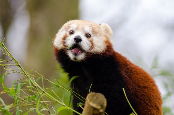 Red Panda