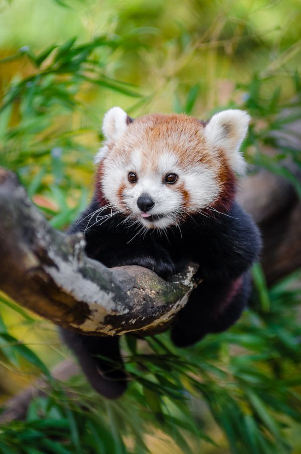 Red Panda