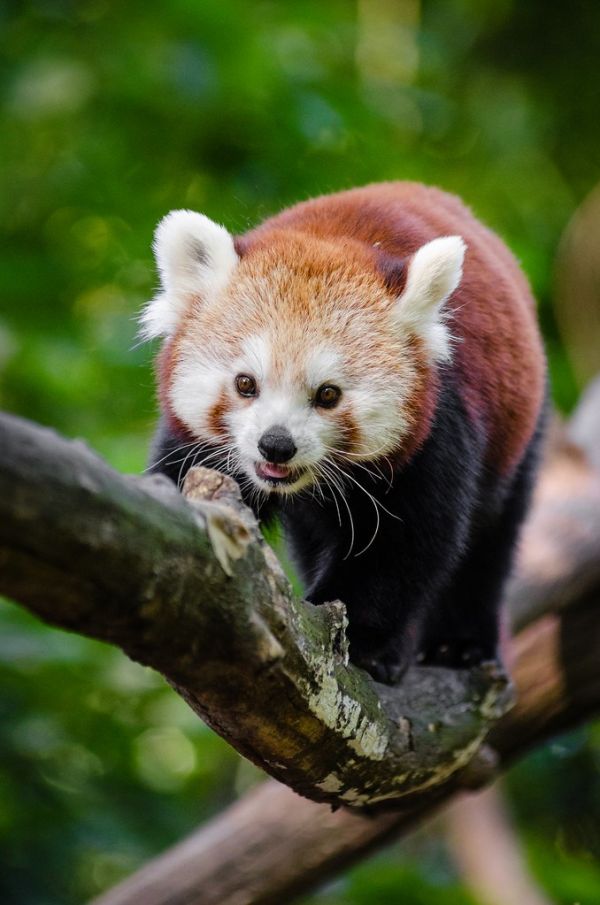 Red Panda