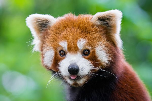 Red Panda