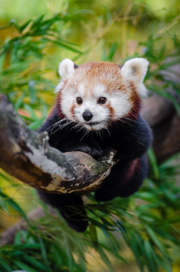 Red Panda