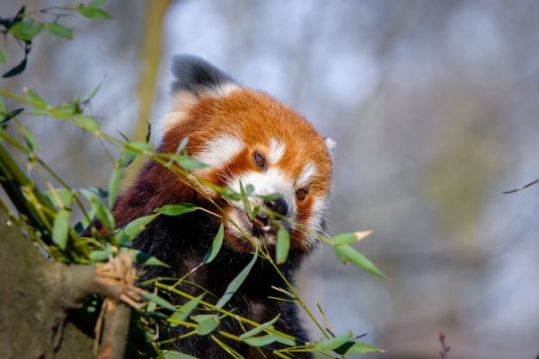Red Panda
