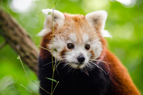 Red Panda