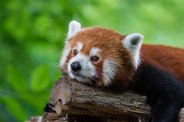Red Panda