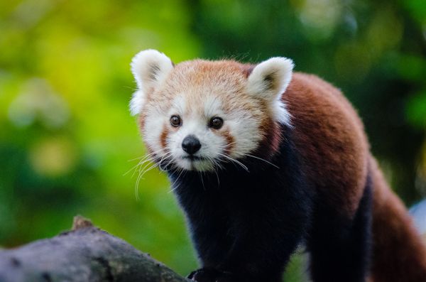 Red Panda