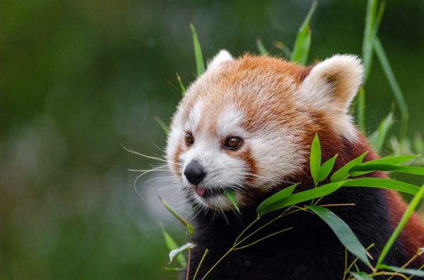 Red Panda