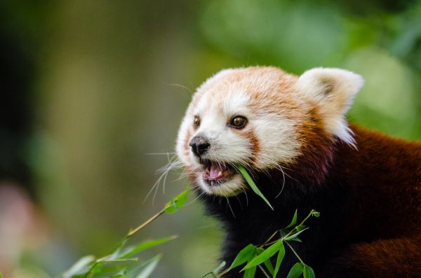 Red Panda
