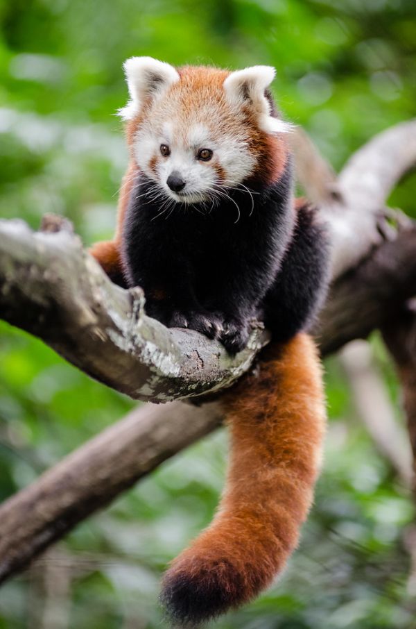 Red Panda