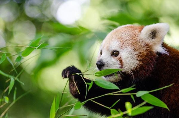 Red Panda