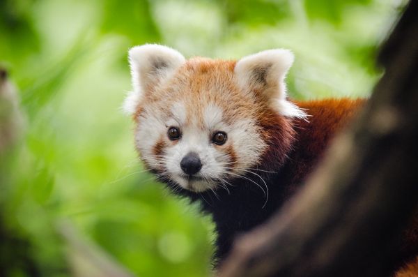 Red Panda