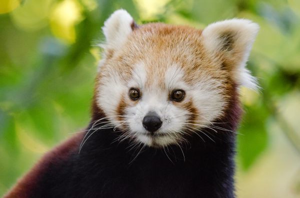 Red Panda