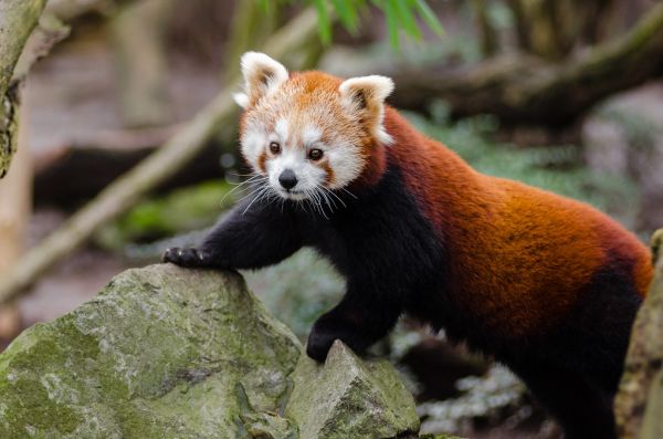 Red Panda