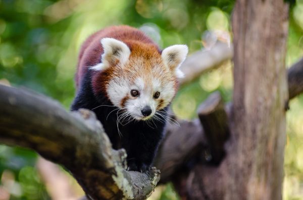 Red Panda