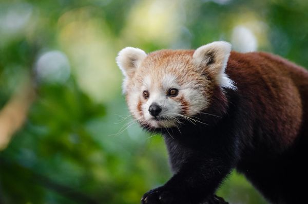Red Panda