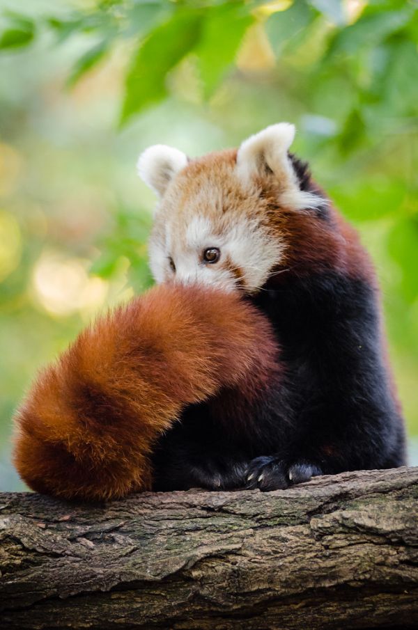 Red Panda