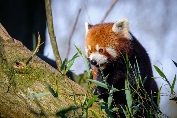 Red Panda