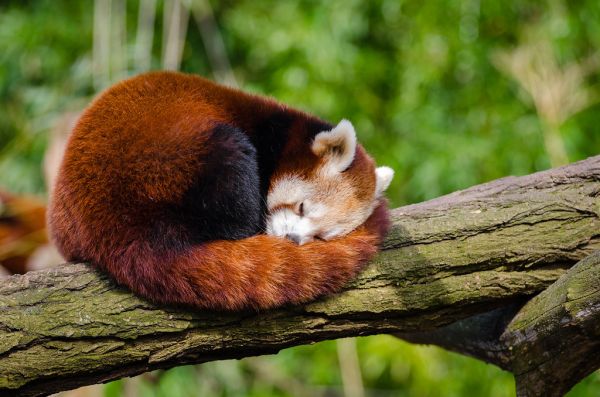 Red Panda