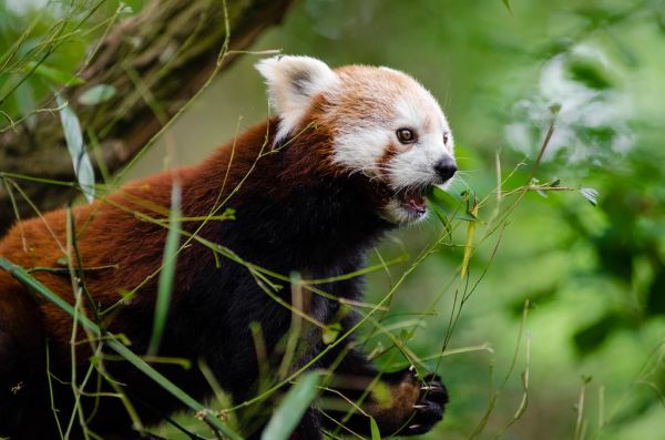 Red Panda