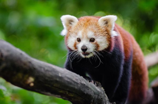 Red Panda