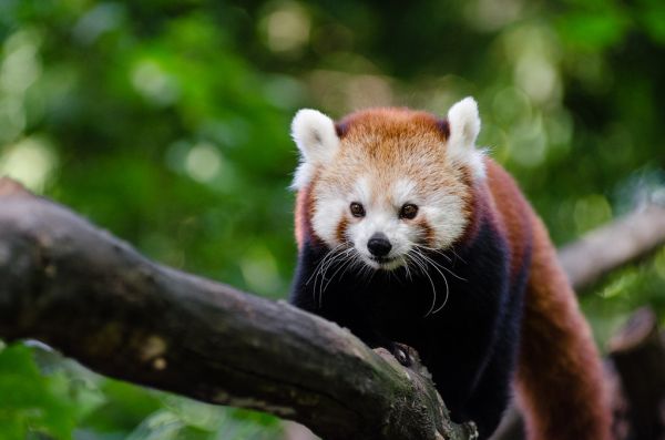 Red Panda