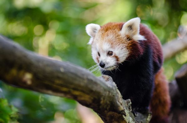 Red Panda