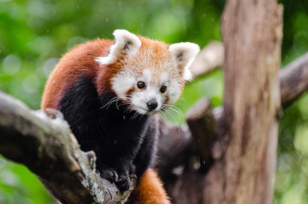 Red Panda