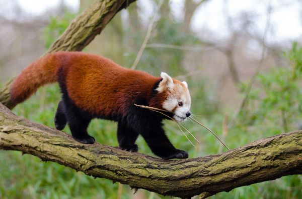 Red Panda