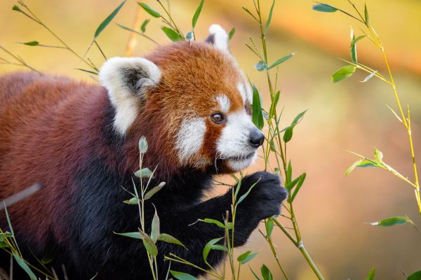 Red Panda