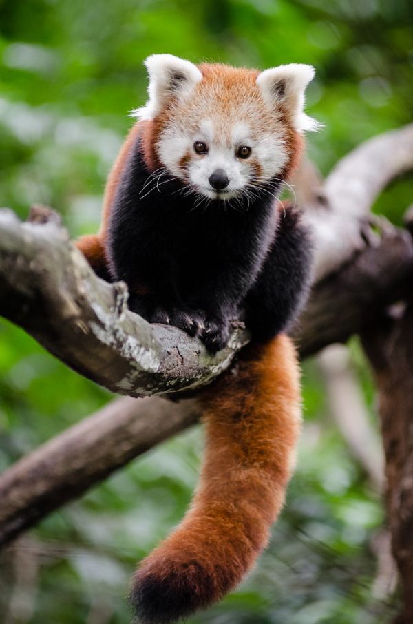 Red Panda