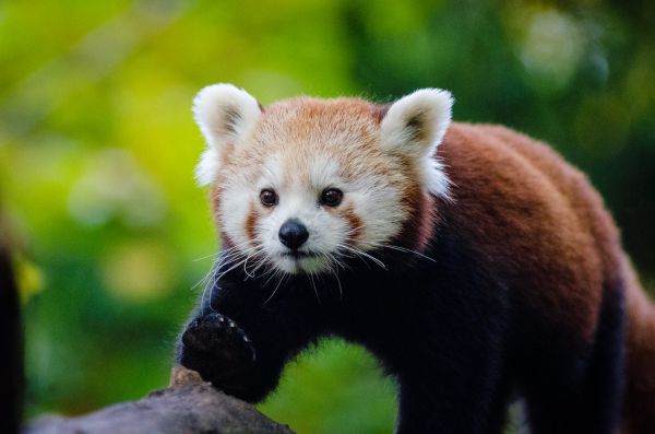 Red Panda