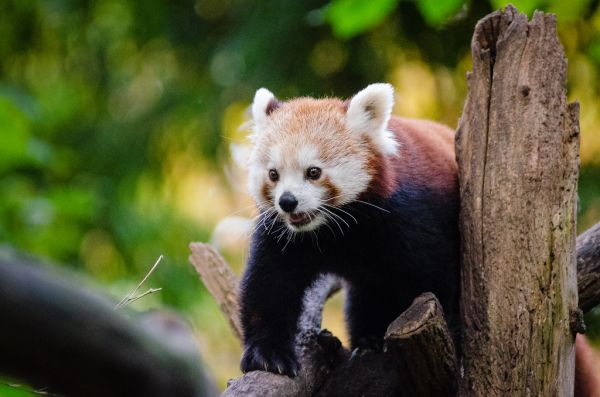 Red Panda