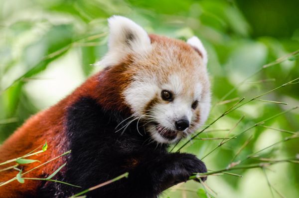 Red Panda