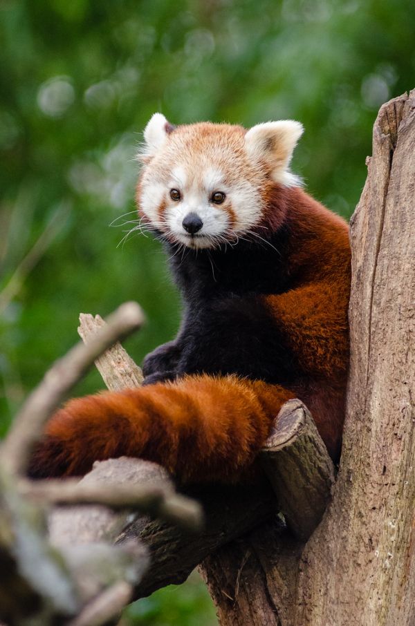 Red Panda