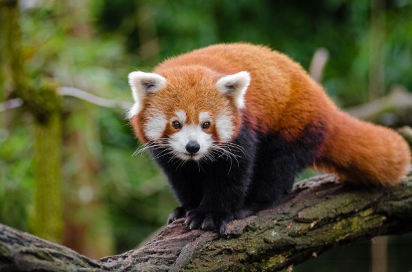 Red Panda