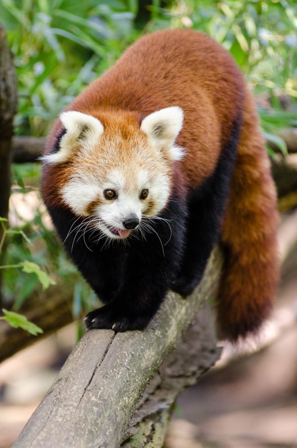 Red Panda