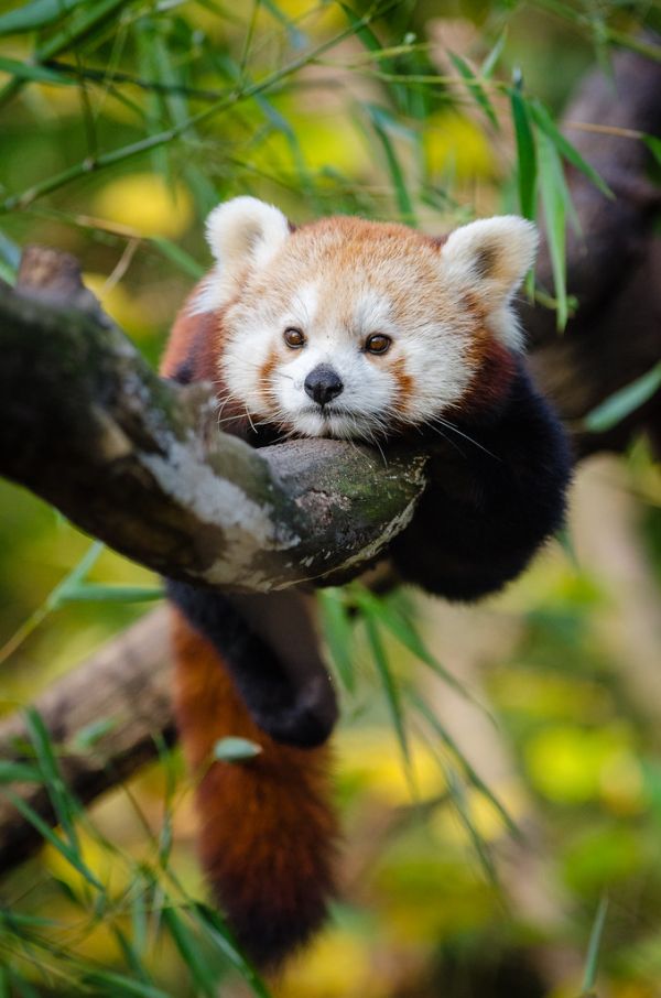Red Panda