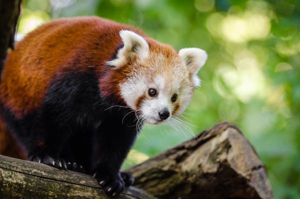 Red Panda