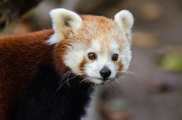 Red Panda