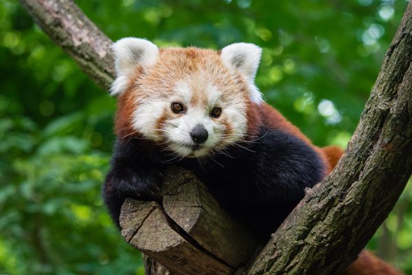 Red Panda