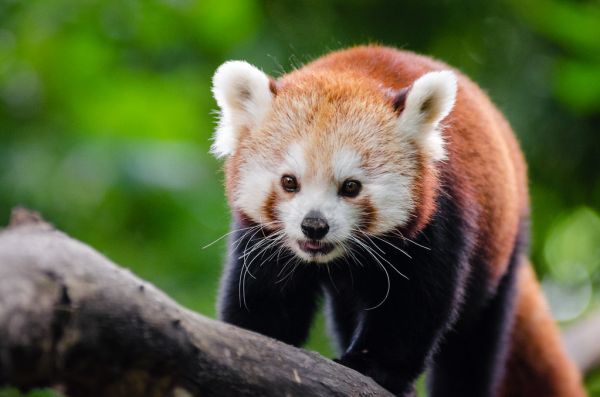 Red Panda