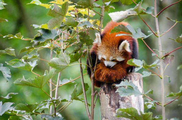 Red Panda