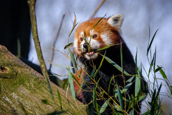 Red Panda
