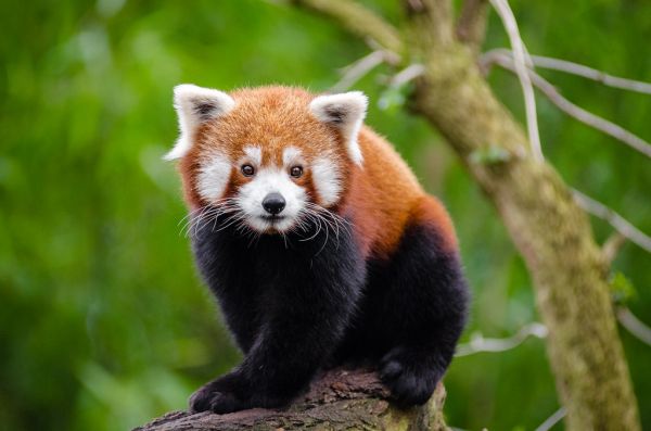 Red Panda
