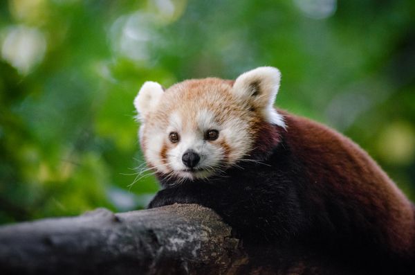 Red Panda