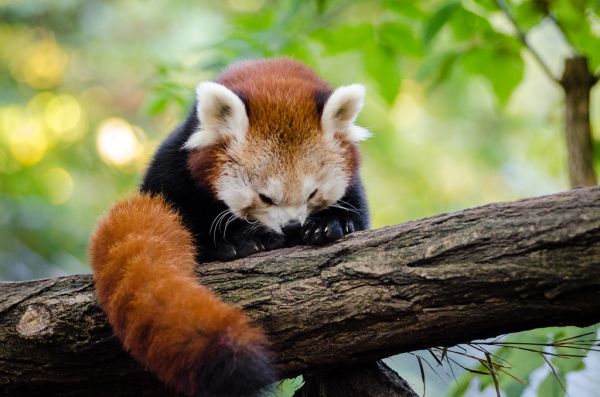 Red Panda