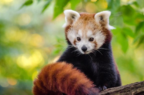 Red Panda