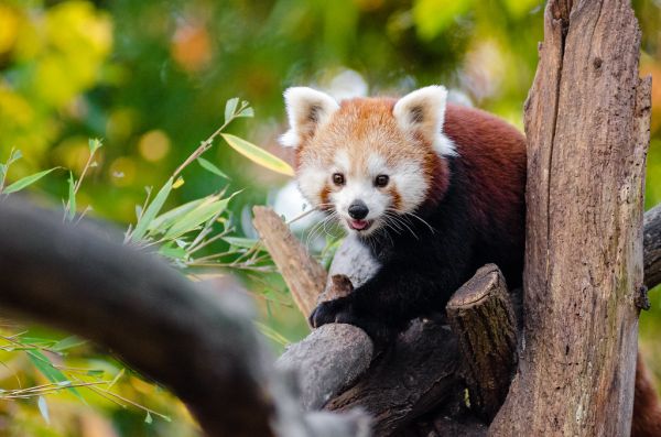 Red Panda