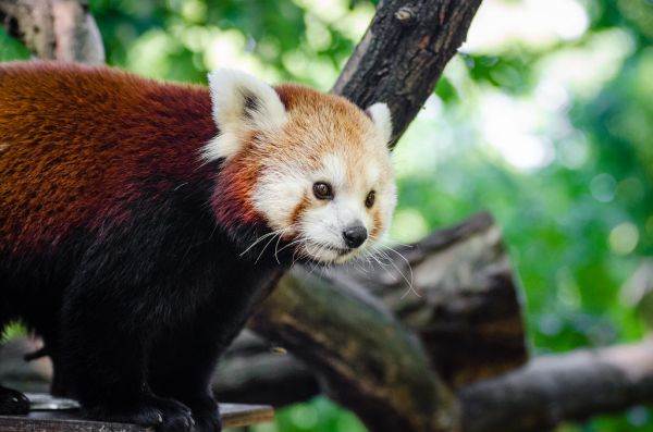 Red Panda